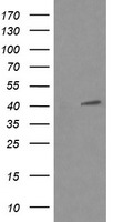 SAPK4 Antibody