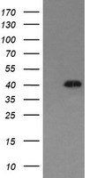 SAPK4 Antibody