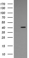 SAPK4 Antibody