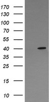 SAPK4 Antibody