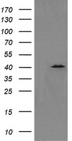 SAPK4 Antibody