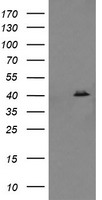 SAPK4 Antibody