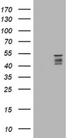 SYT4 Antibody