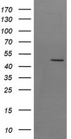 Synaptotagmin 4 Antibody