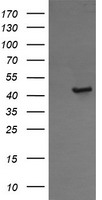 Calreticulin 3 Antibody