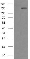 ERBB2 Antibody