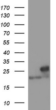 LZIC Antibody