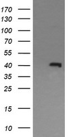 MAPK13 Antibody