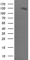 Her2 Antibody