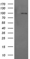 PIK3R5 Antibody