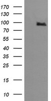 PIK3R5 Antibody