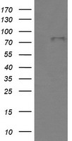 BMP1 Antibody