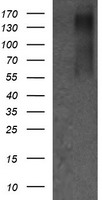 ERBB2 Antibody