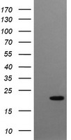 CRYGC Antibody