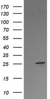 VTI1A Antibody