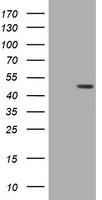 BBOX1 Antibody