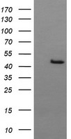BBOX1 Antibody