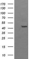 BBOX1 Antibody