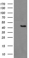 BBOX1 Antibody