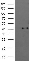 MAPK13 Antibody