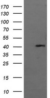 MAPK13 Antibody