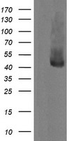 MEK1 Antibody
