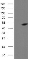 MEK1 Antibody