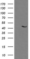 MEK1 Antibody