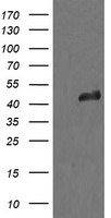 MEK1 Antibody