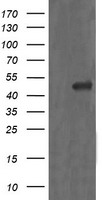 MEK1 Antibody
