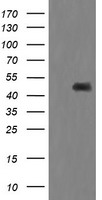 MEK1 Antibody