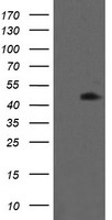 MEK1 Antibody