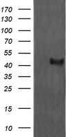 MEK1 Antibody