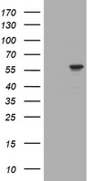 TRIM39 Antibody