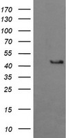BBOX1 Antibody