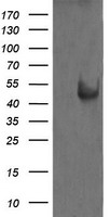 MEK1 Antibody