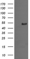 MDM4 Antibody