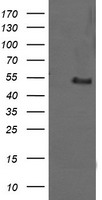 MDMX Antibody