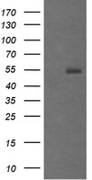 MDM4 Antibody