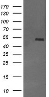 MDMX Antibody