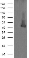 MEK1 Antibody