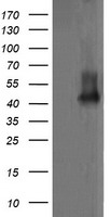MEK1 Antibody
