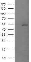 MDMX Antibody