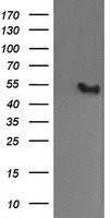 MDMX Antibody