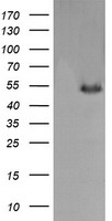 MDM4 Antibody