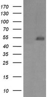 MDMX Antibody