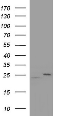 RAB21 Antibody