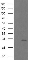 RAB21 Antibody