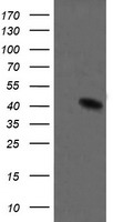 MEK1 Antibody