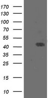 MEK1 Antibody